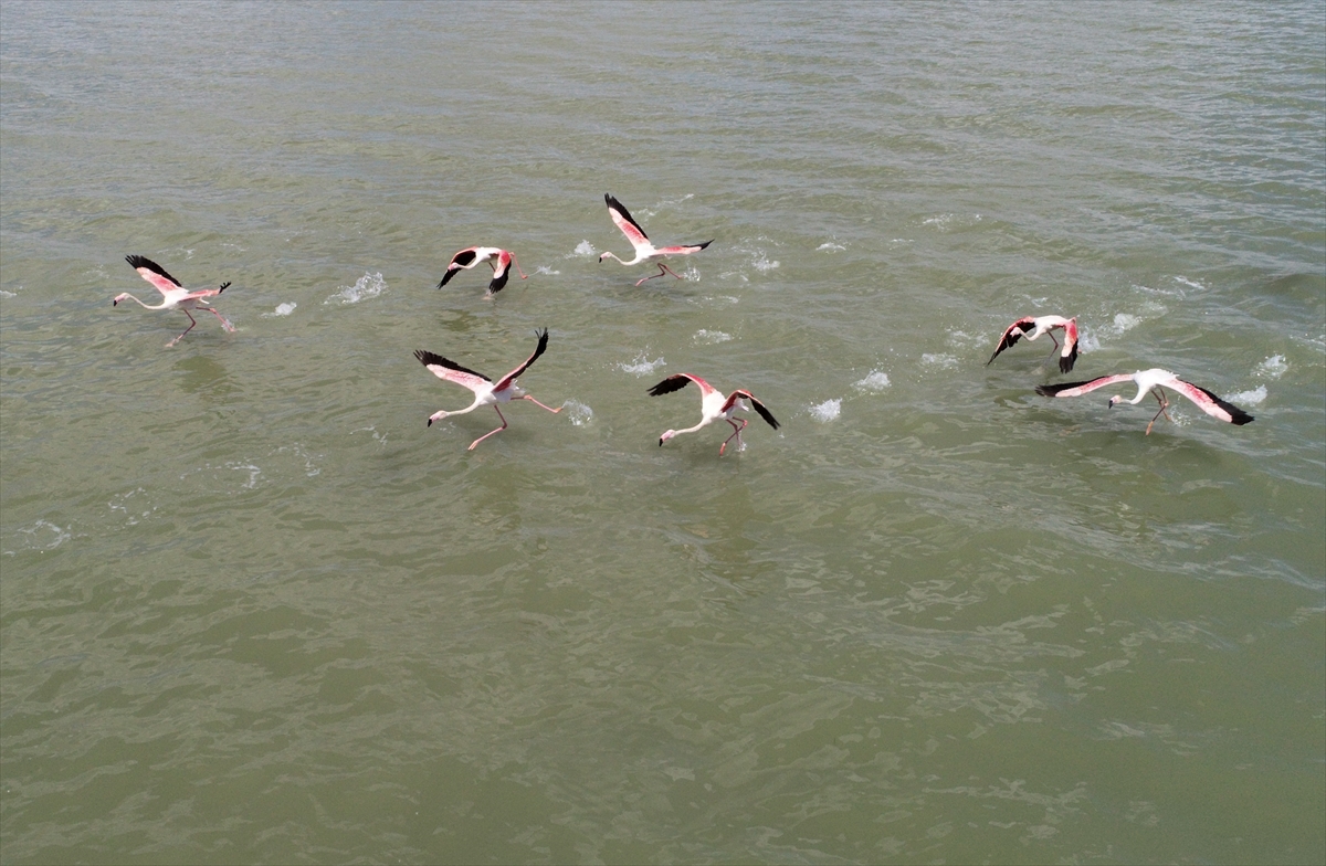 İzmir Kuş Cenneti'nde 20 bin flamingo kuluçkaya yattı