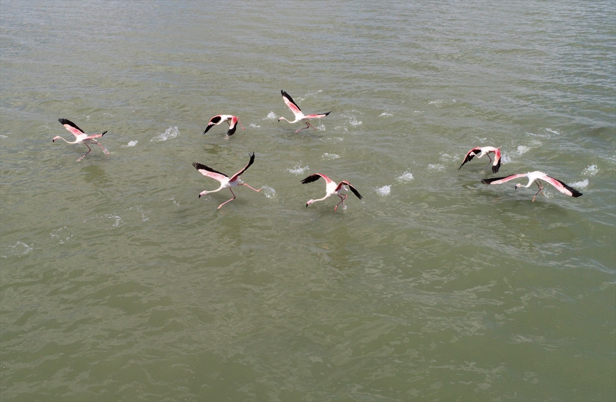 İzmir Kuş Cenneti'nde 20 bin flamingo kuluçkaya yattı