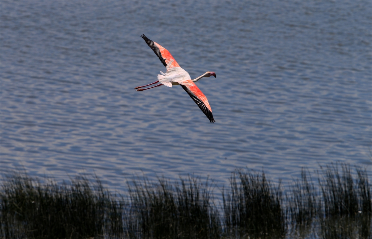 İzmir Kuş Cenneti'nde 20 bin flamingo kuluçkaya yattı