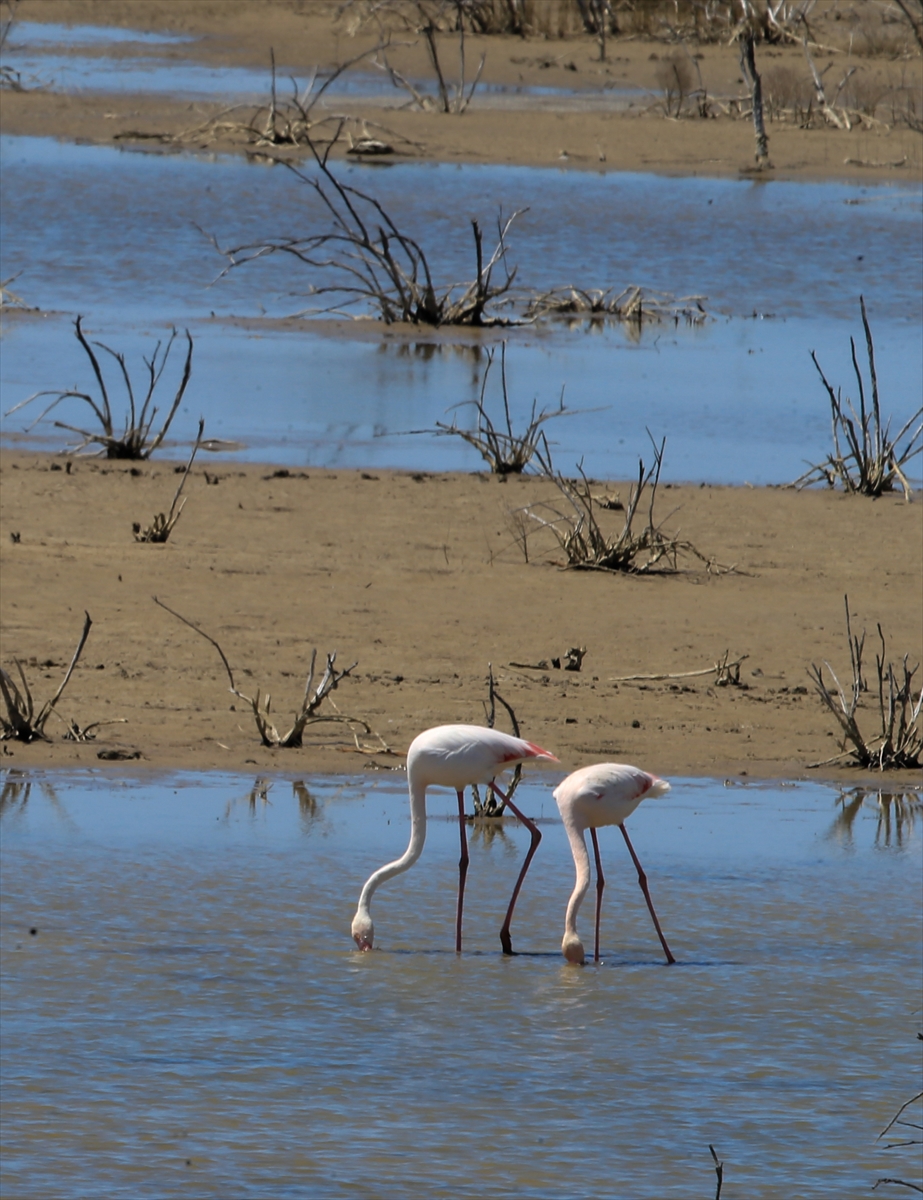 İzmir Kuş Cenneti'nde 20 bin flamingo kuluçkaya yattı