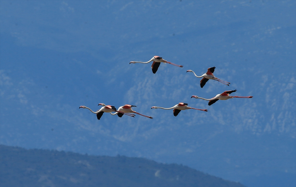 İzmir Kuş Cenneti'nde 20 bin flamingo kuluçkaya yattı