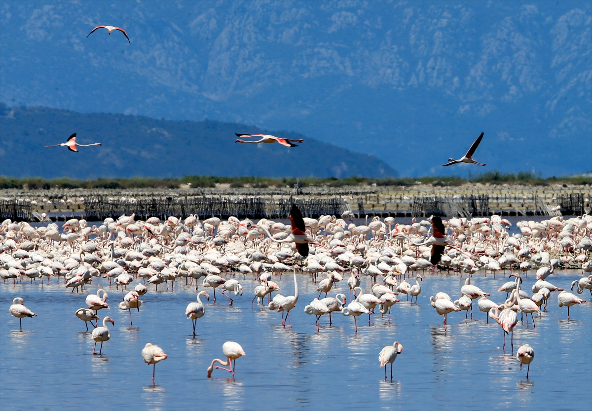 İzmir Kuş Cenneti'nde 20 bin flamingo kuluçkaya yattı