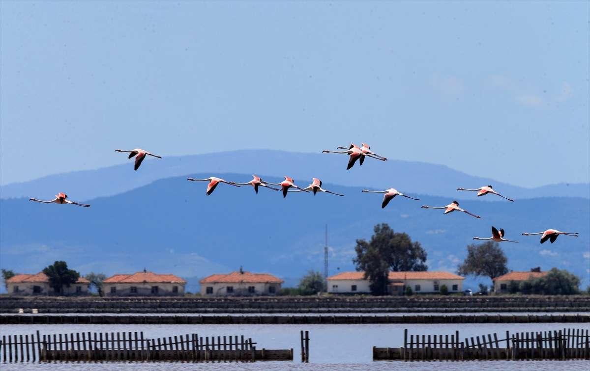 İzmir Kuş Cenneti'nde 20 bin flamingo kuluçkaya yattı