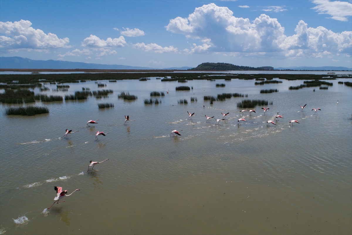 İzmir Kuş Cenneti'nde 20 bin flamingo kuluçkaya yattı