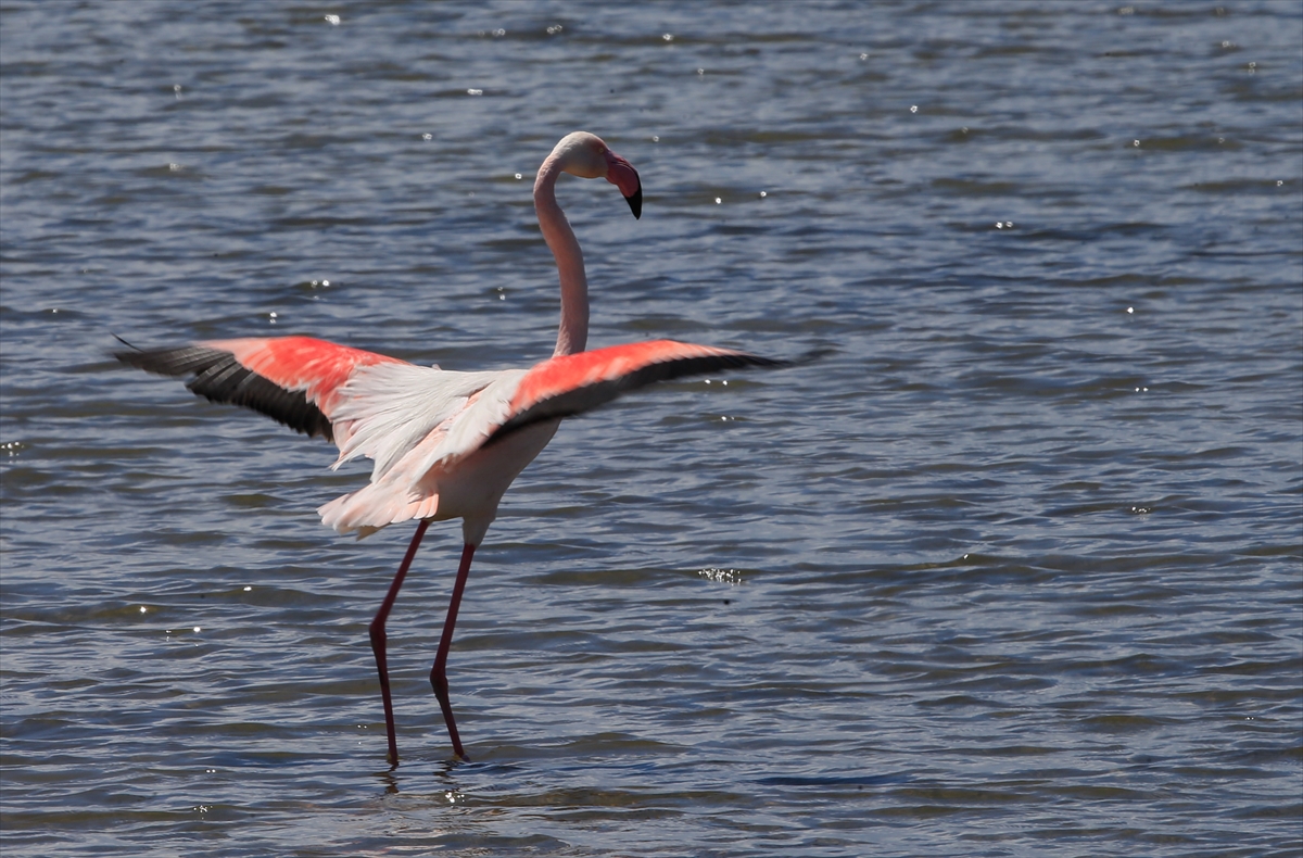 İzmir Kuş Cenneti'nde 20 bin flamingo kuluçkaya yattı