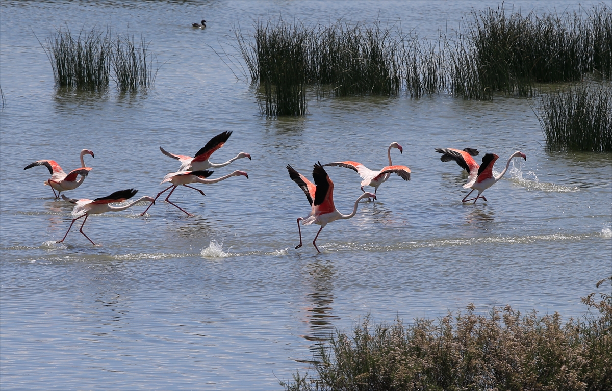 İzmir Kuş Cenneti'nde 20 bin flamingo kuluçkaya yattı