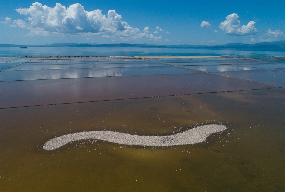 İzmir Kuş Cenneti'nde 20 bin flamingo kuluçkaya yattı