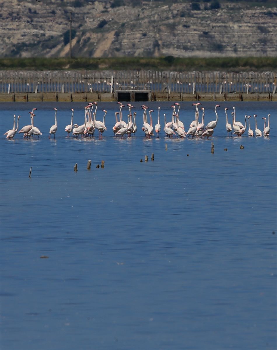 İzmir Kuş Cenneti'nde 20 bin flamingo kuluçkaya yattı