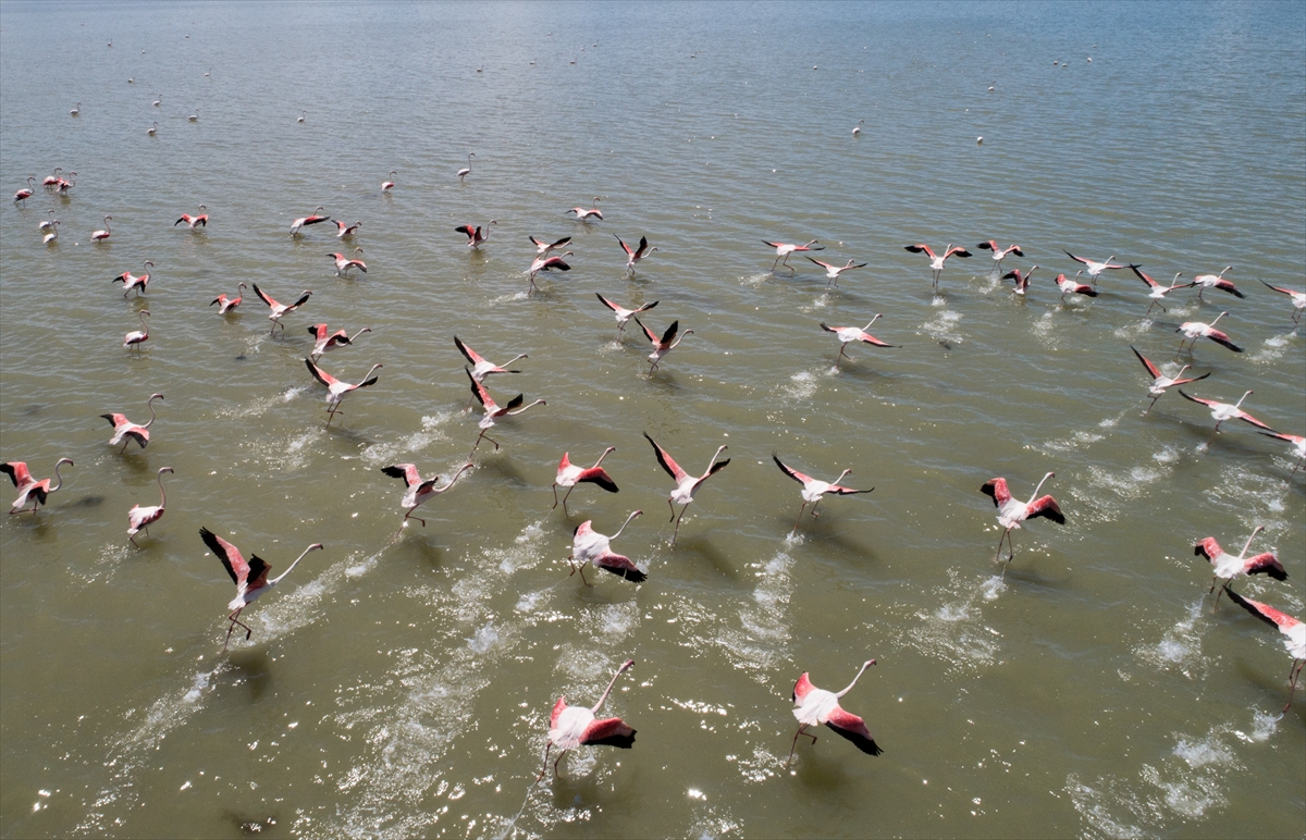 İzmir Kuş Cenneti'nde 20 bin flamingo kuluçkaya yattı