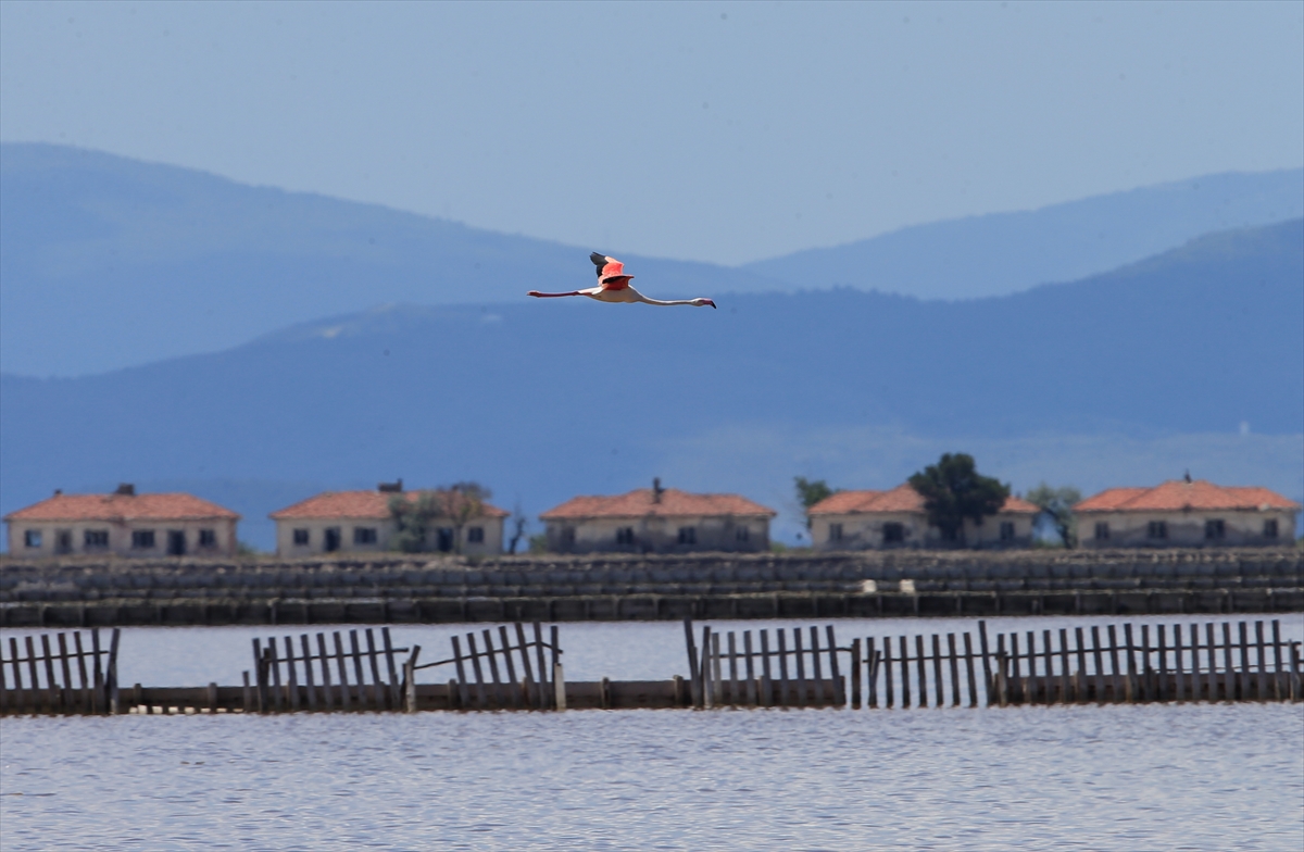 İzmir Kuş Cenneti'nde 20 bin flamingo kuluçkaya yattı