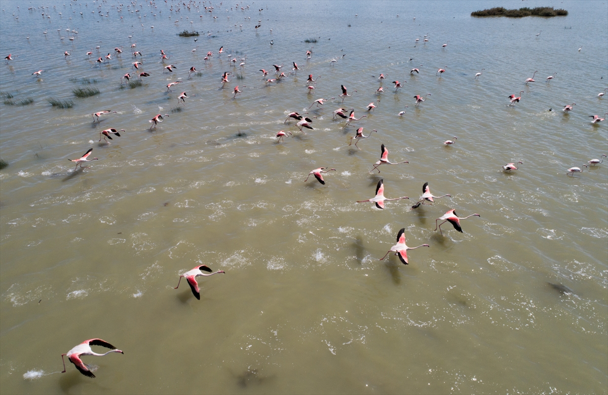 İzmir Kuş Cenneti'nde 20 bin flamingo kuluçkaya yattı