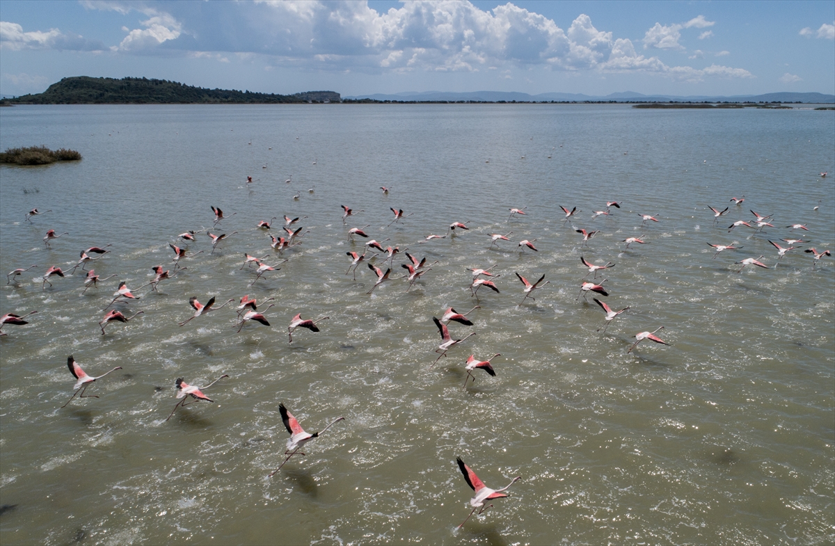 İzmir Kuş Cenneti'nde 20 bin flamingo kuluçkaya yattı