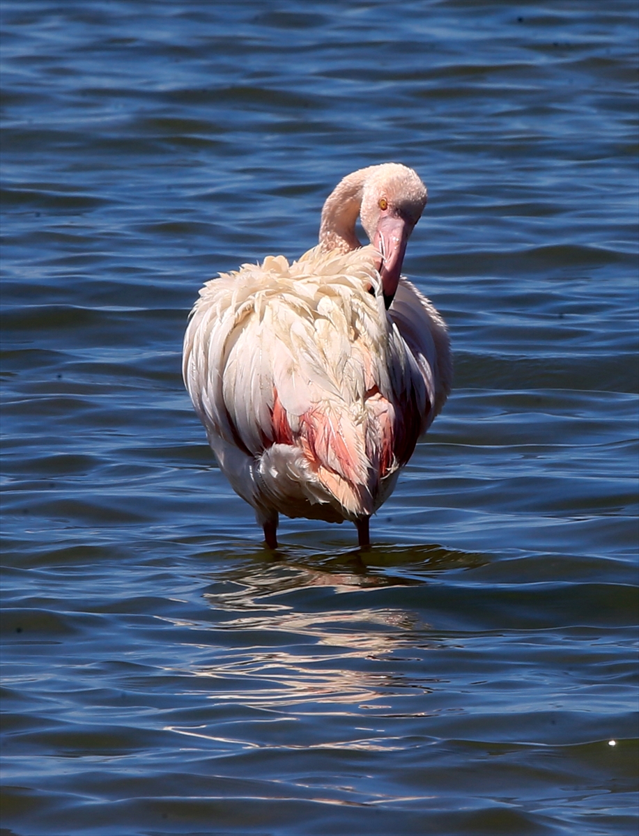 İzmir Kuş Cenneti'nde 20 bin flamingo kuluçkaya yattı