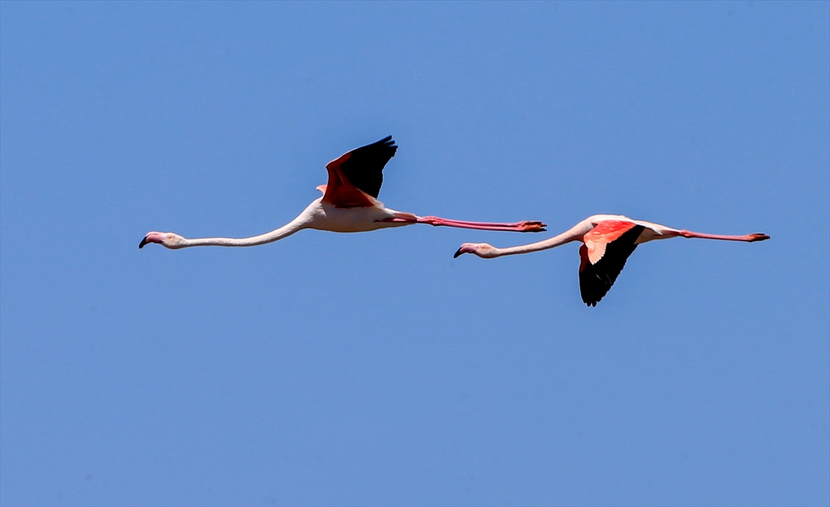 İzmir Kuş Cenneti'nde 20 bin flamingo kuluçkaya yattı