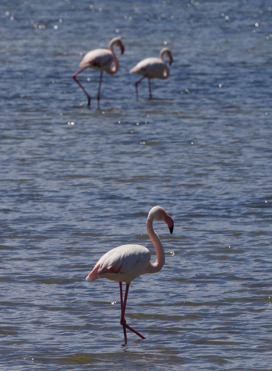 İzmir Kuş Cenneti'nde 20 bin flamingo kuluçkaya yattı