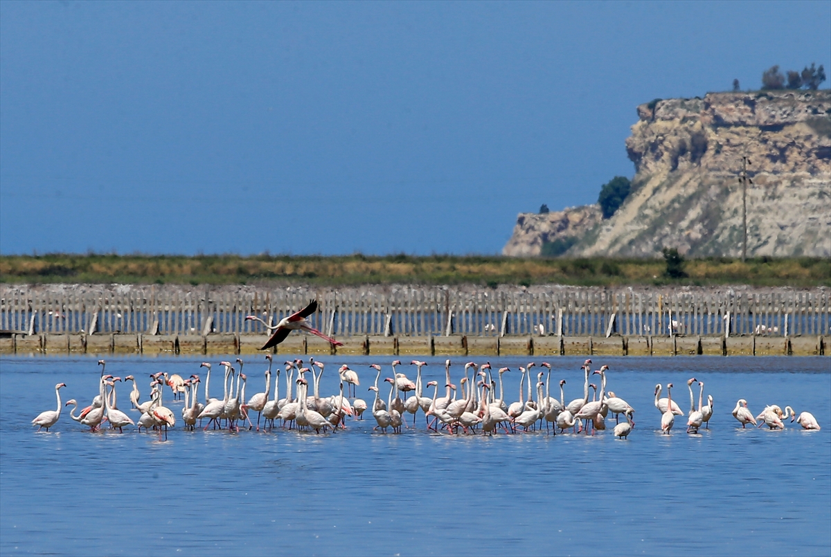 İzmir Kuş Cenneti'nde 20 bin flamingo kuluçkaya yattı