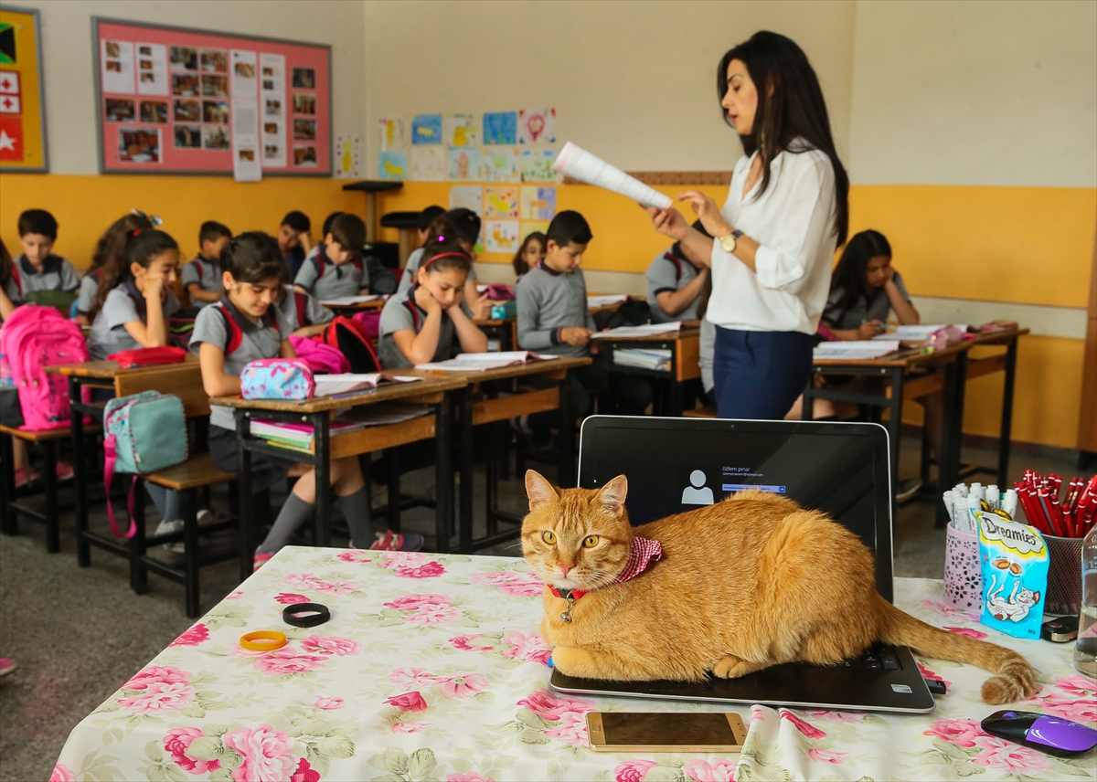 Kedi Tombi'ye hüzünlü veda!