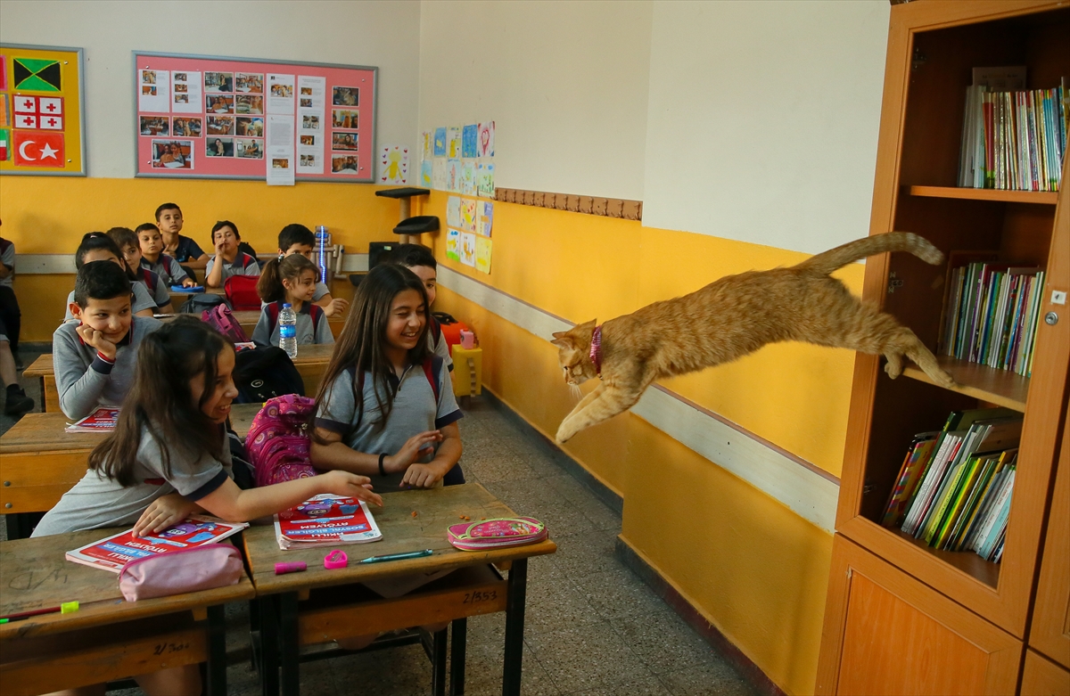 Kedi Tombi'ye hüzünlü veda!