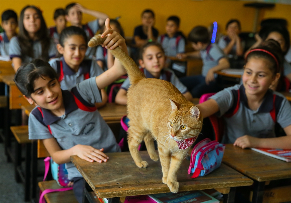 Kedi Tombi'ye hüzünlü veda!