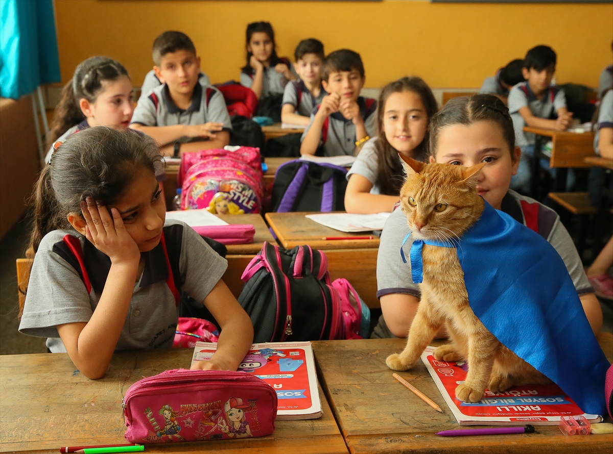 Kedi Tombi'ye hüzünlü veda!