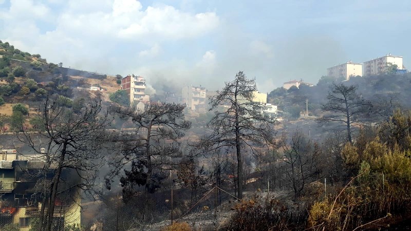 Zeytinlikte yangın dehşeti