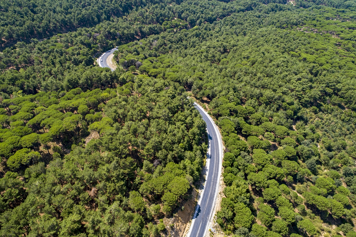 Verimi düşen çam fıstığı altınla yarışıyor