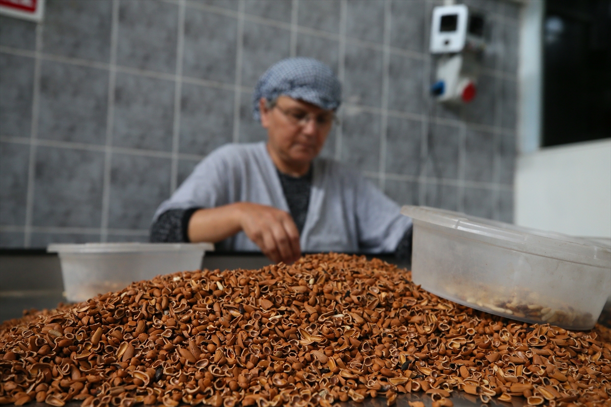 Verimi düşen çam fıstığı altınla yarışıyor