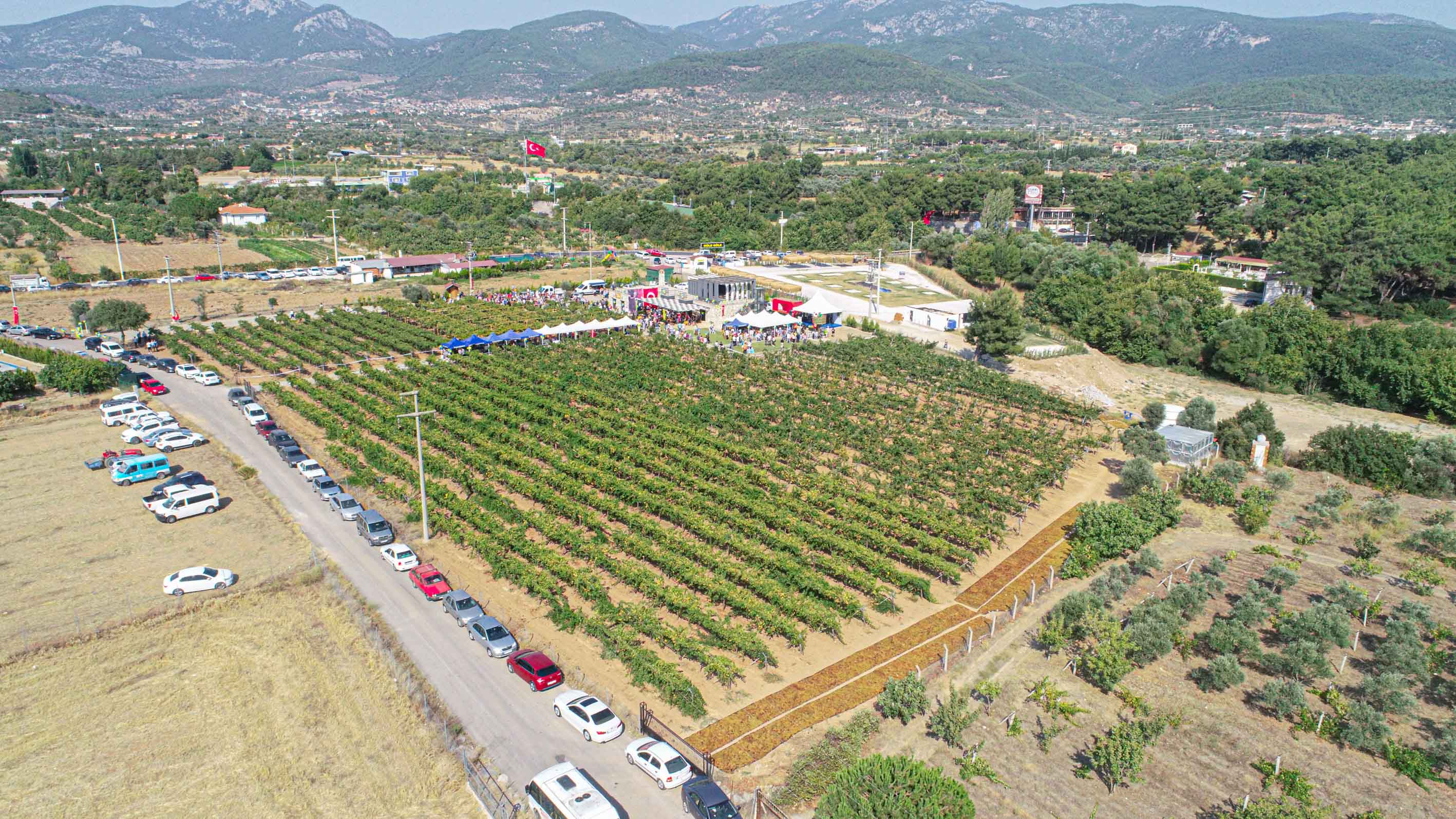 Buca’da bağ bozumu coşkusu