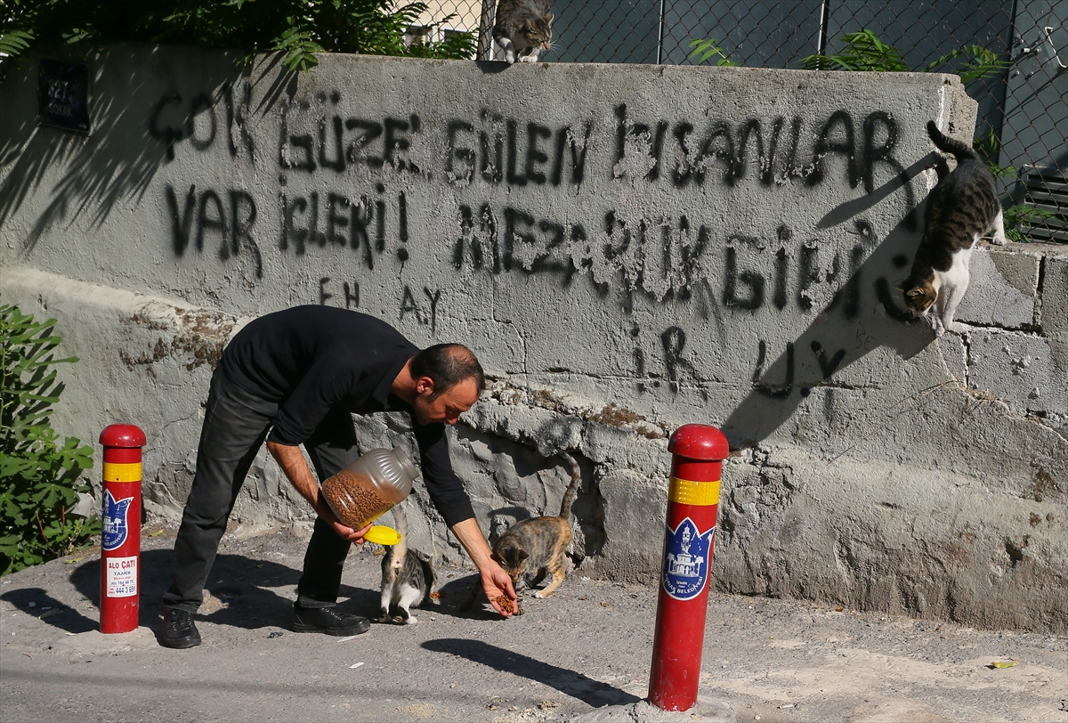 300 sokak hayvanına bakıyor