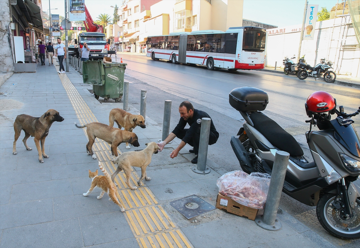 300 sokak hayvanına bakıyor