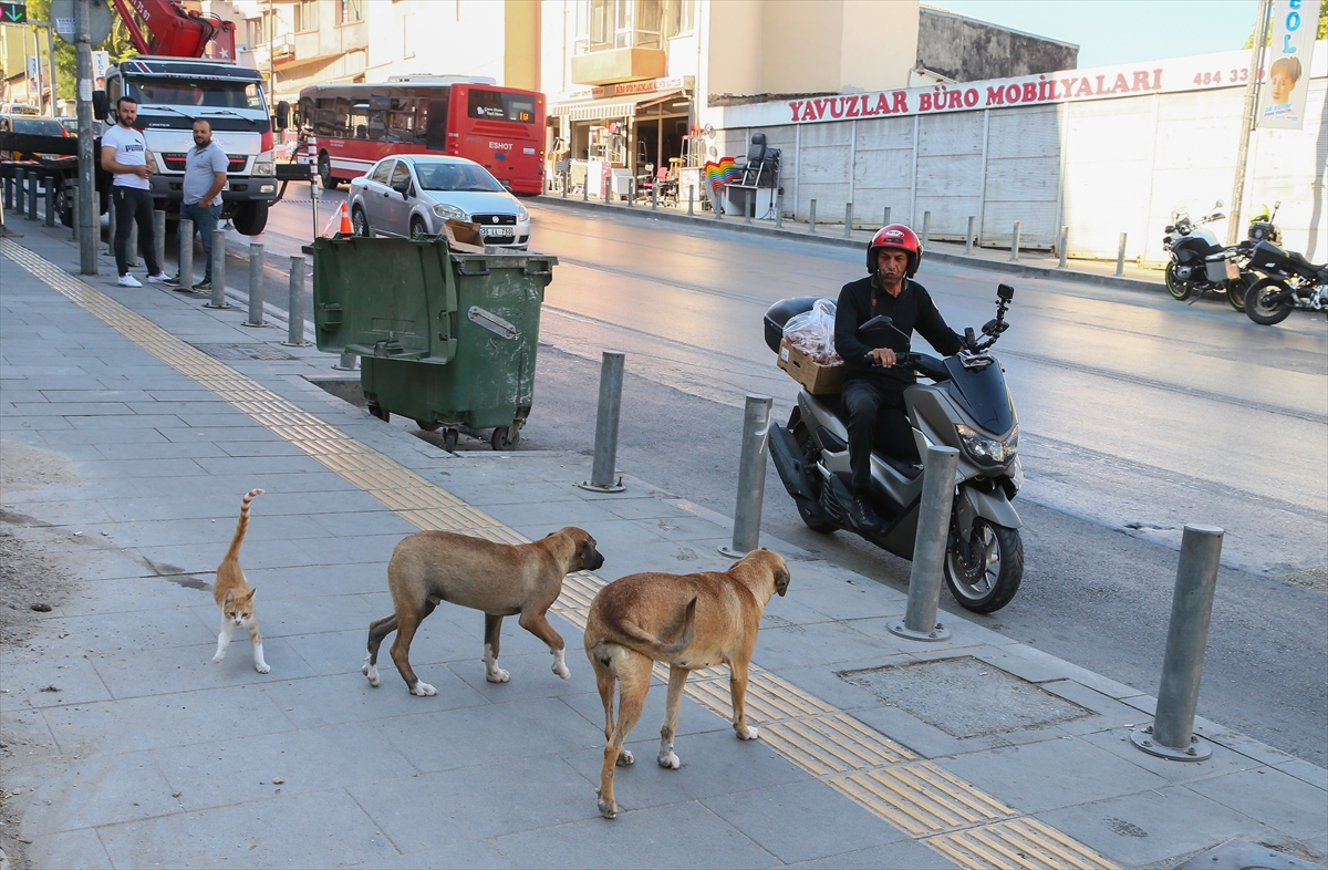 300 sokak hayvanına bakıyor