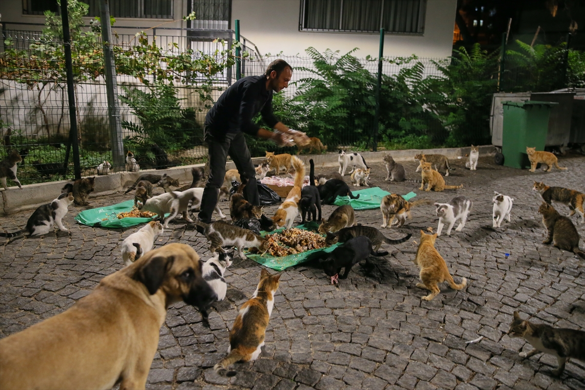 300 sokak hayvanına bakıyor