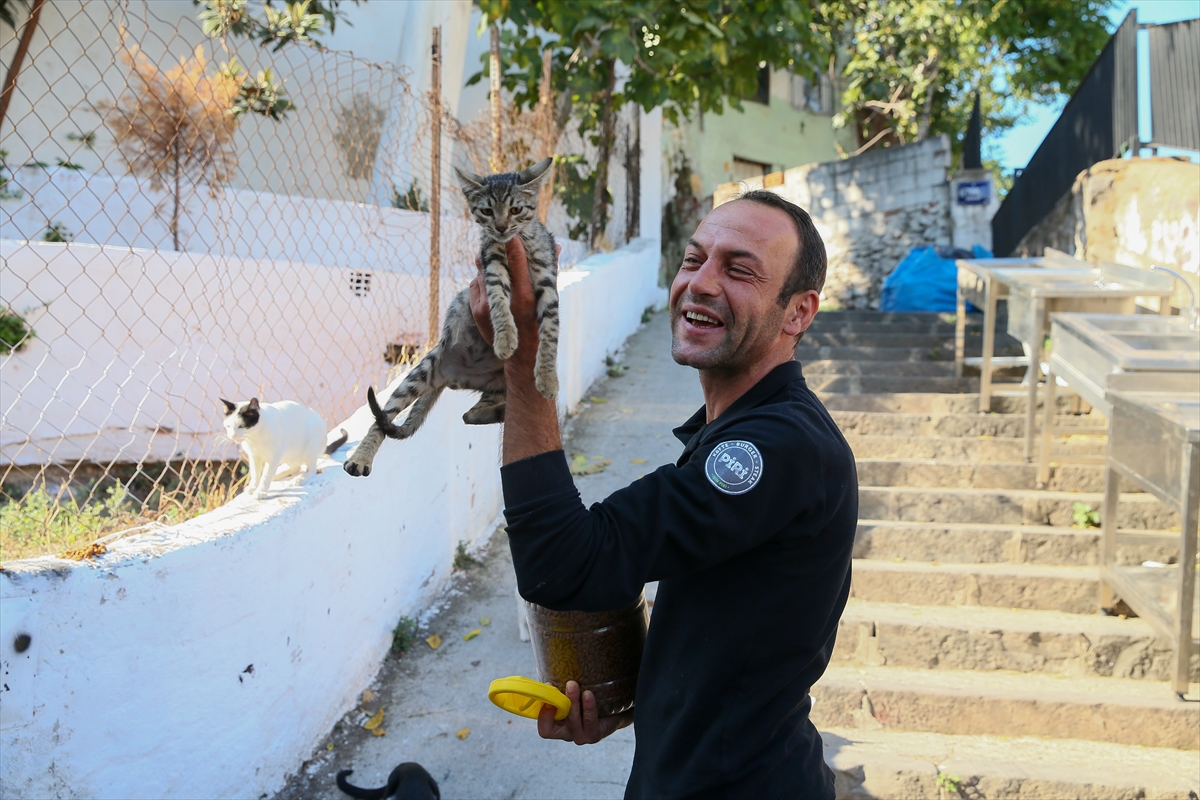 300 sokak hayvanına bakıyor