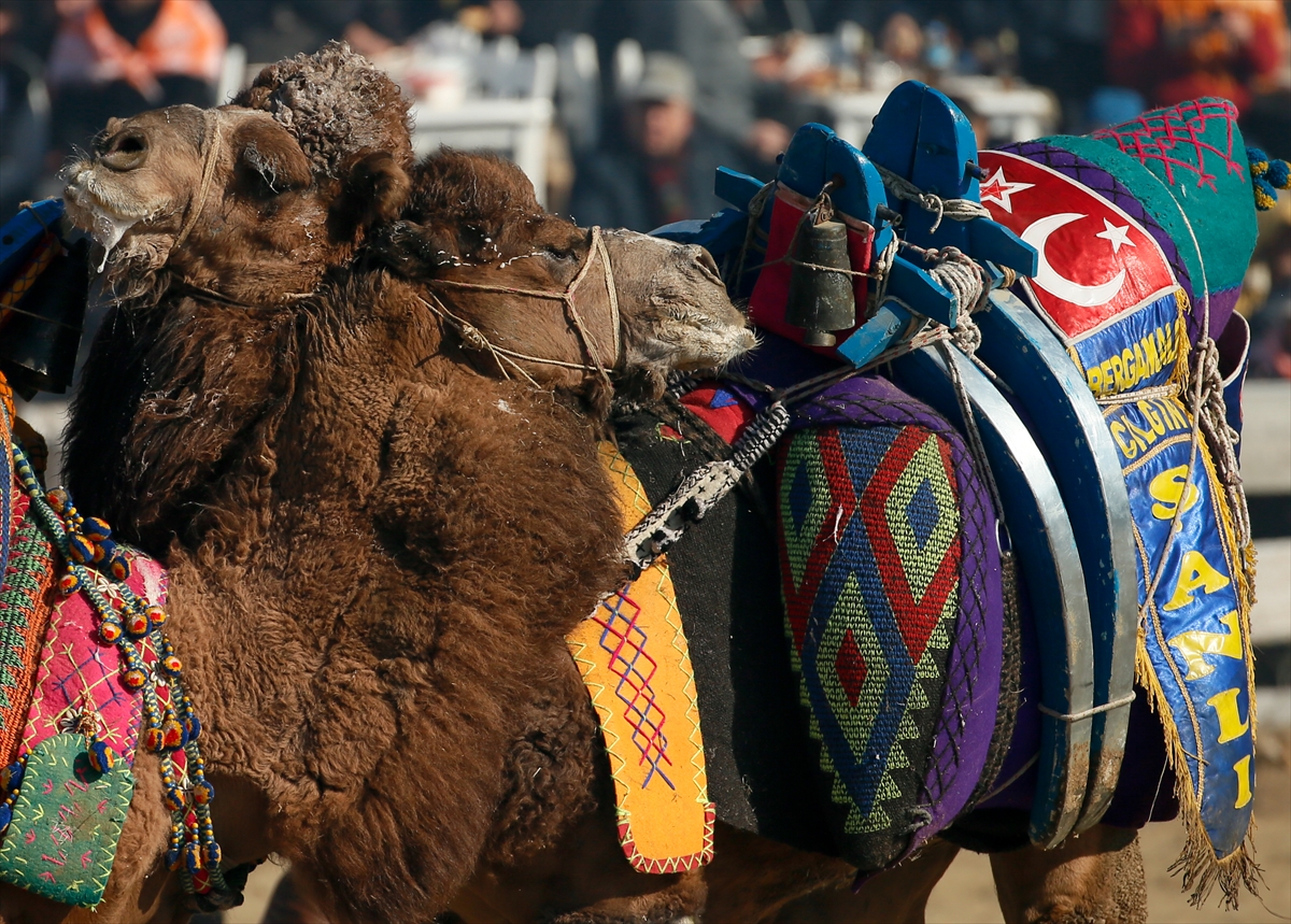 Selçuk Efes Deve Güreşleri Festivali yapıldı