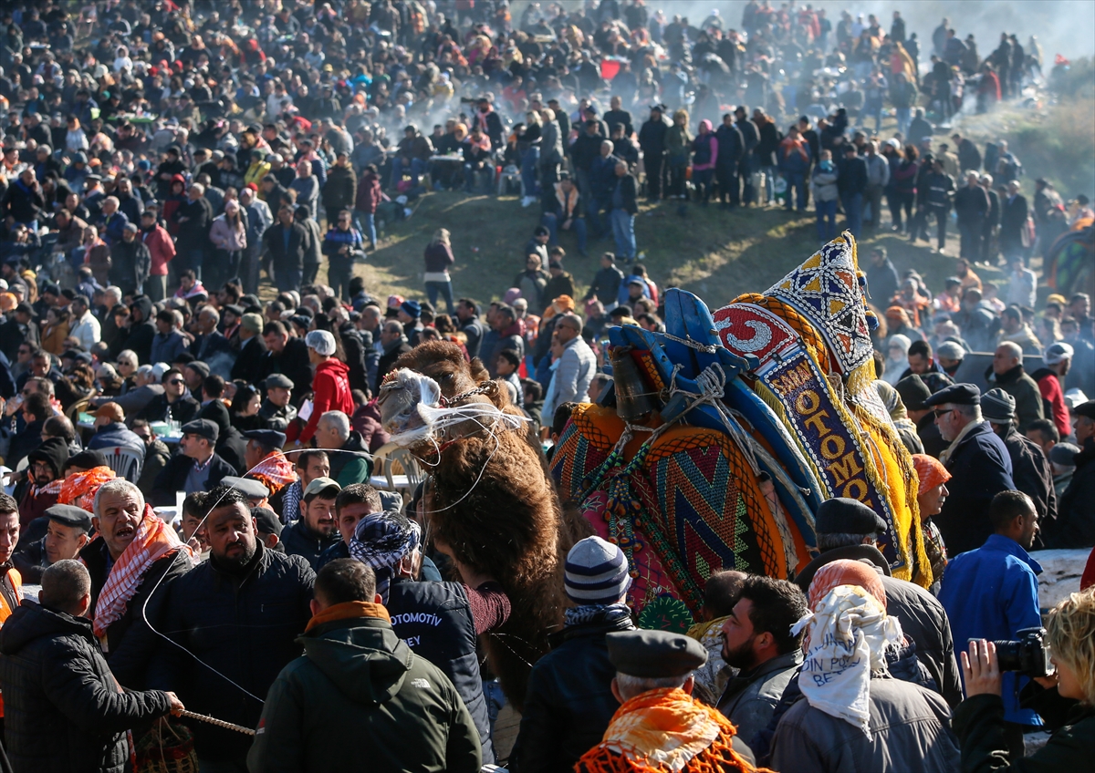 Selçuk Efes Deve Güreşleri Festivali yapıldı