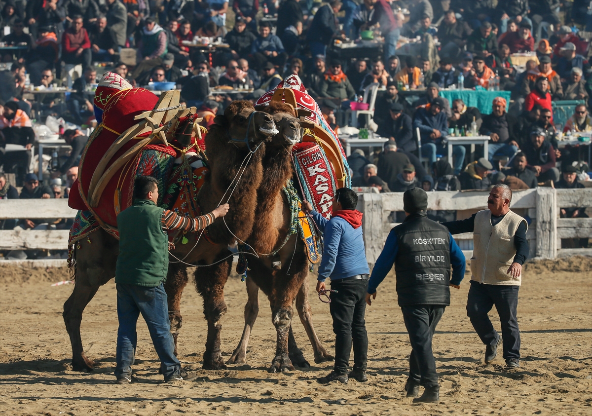 Selçuk Efes Deve Güreşleri Festivali yapıldı