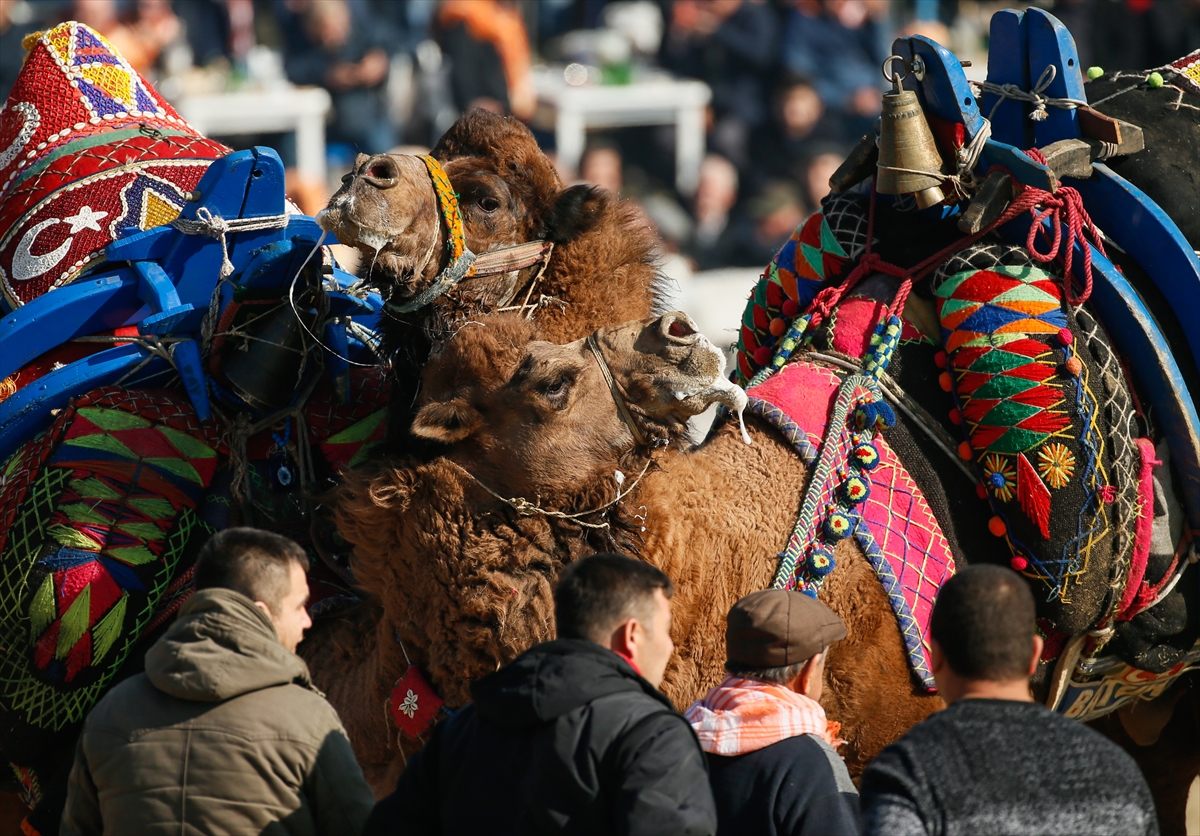 Selçuk Efes Deve Güreşleri Festivali yapıldı