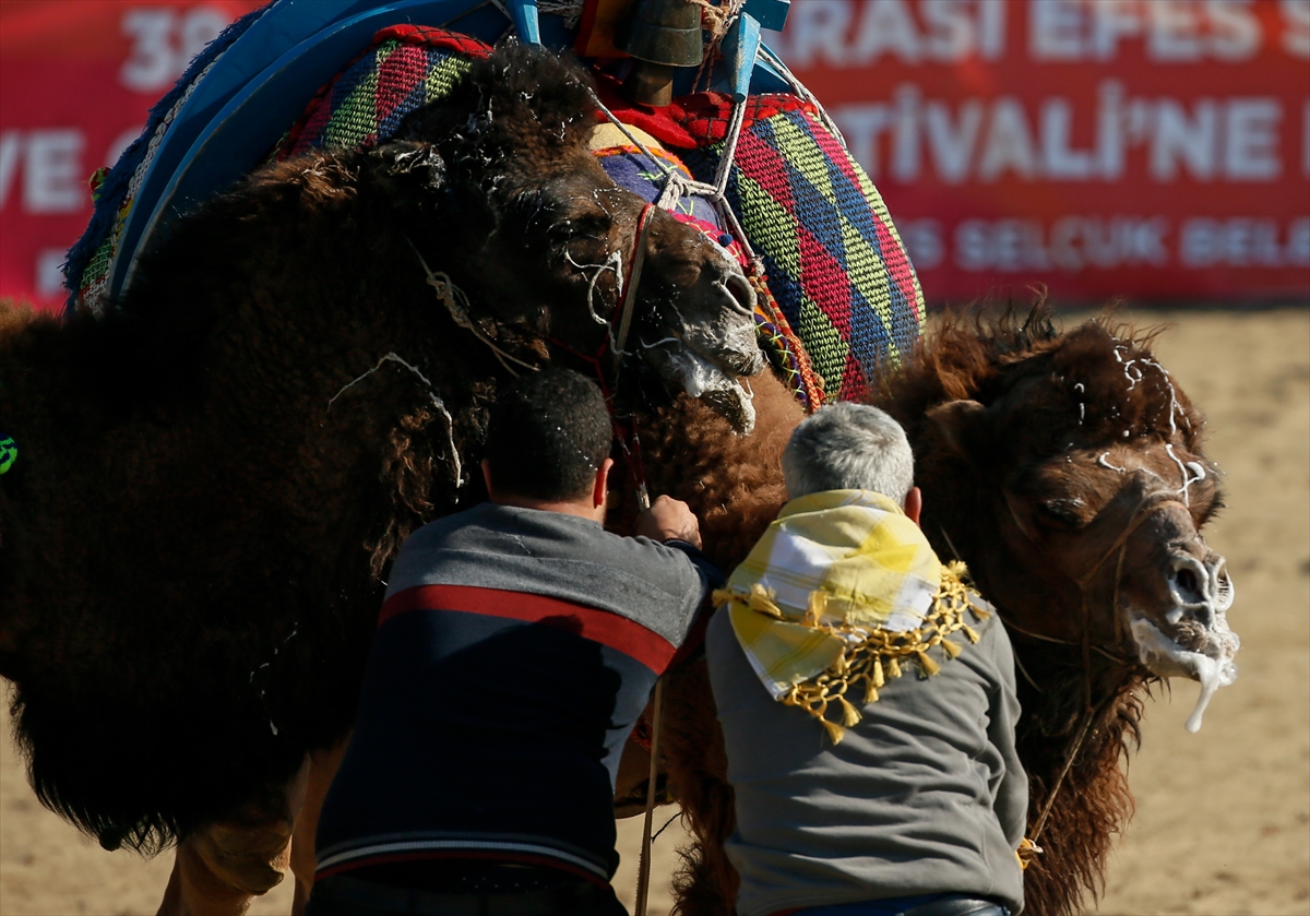 Selçuk Efes Deve Güreşleri Festivali yapıldı