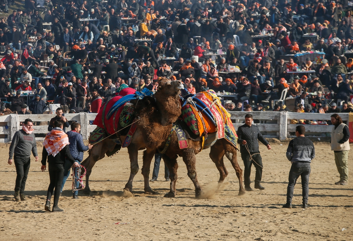 Selçuk Efes Deve Güreşleri Festivali yapıldı