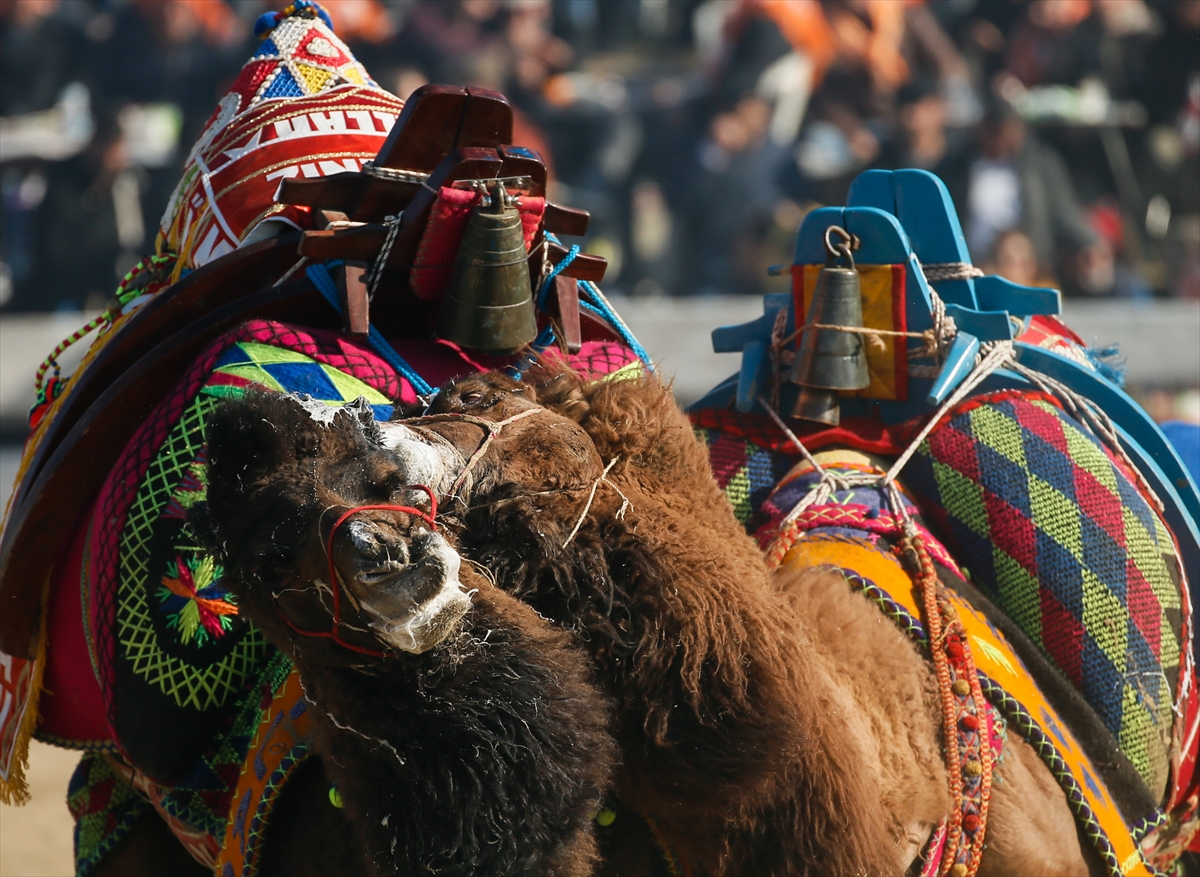 Selçuk Efes Deve Güreşleri Festivali yapıldı