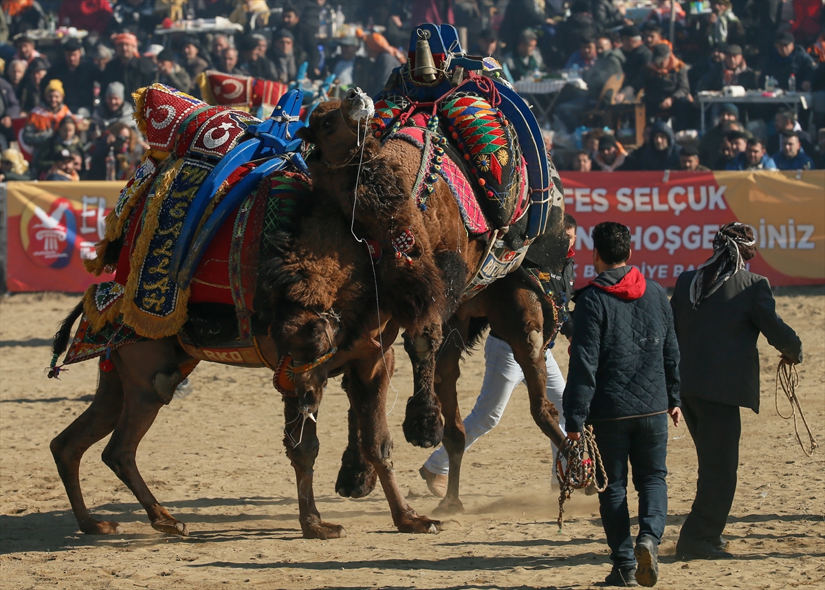 Selçuk Efes Deve Güreşleri Festivali yapıldı