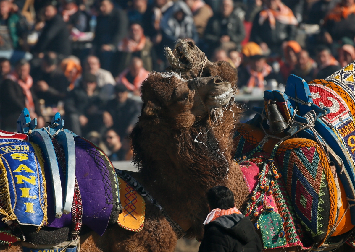 Selçuk Efes Deve Güreşleri Festivali yapıldı