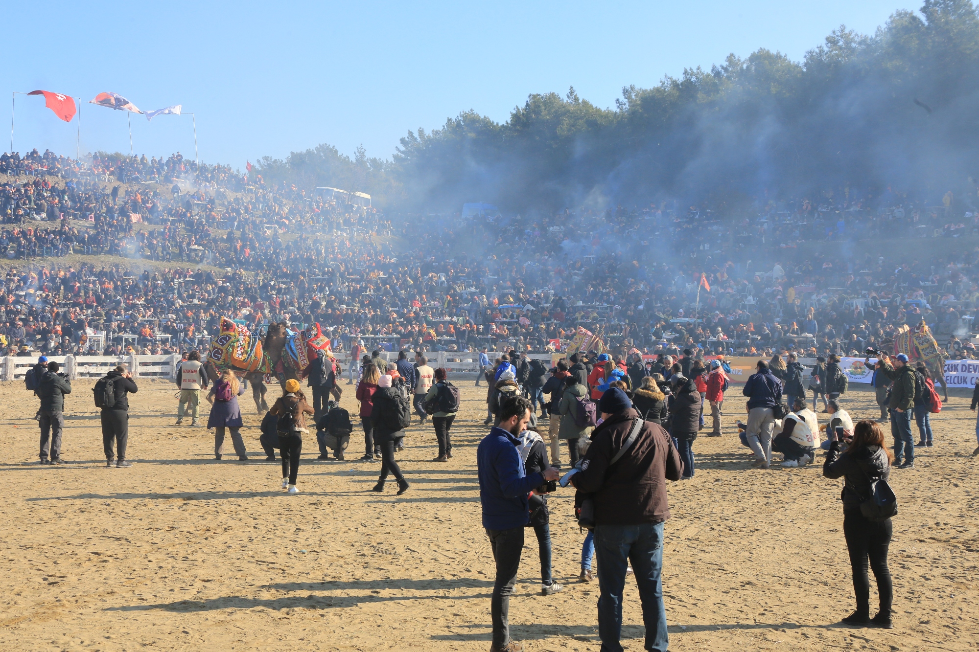 Selçuk Efes Deve Güreşleri Festivali yapıldı