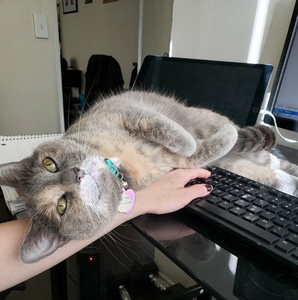 Koronavirüs nedeniyle ‘home office’ çalışanlardan kareler