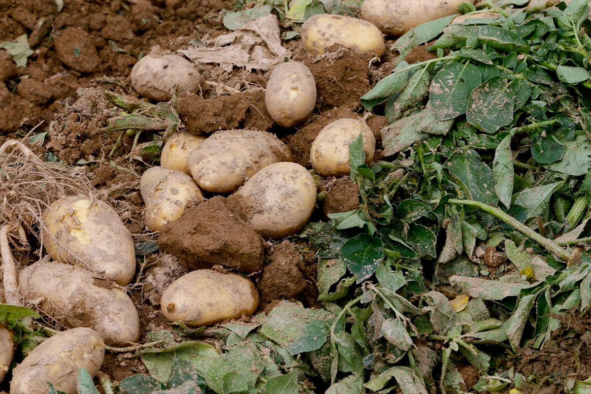 Ödemiş'te patates hasadı tam gaz!