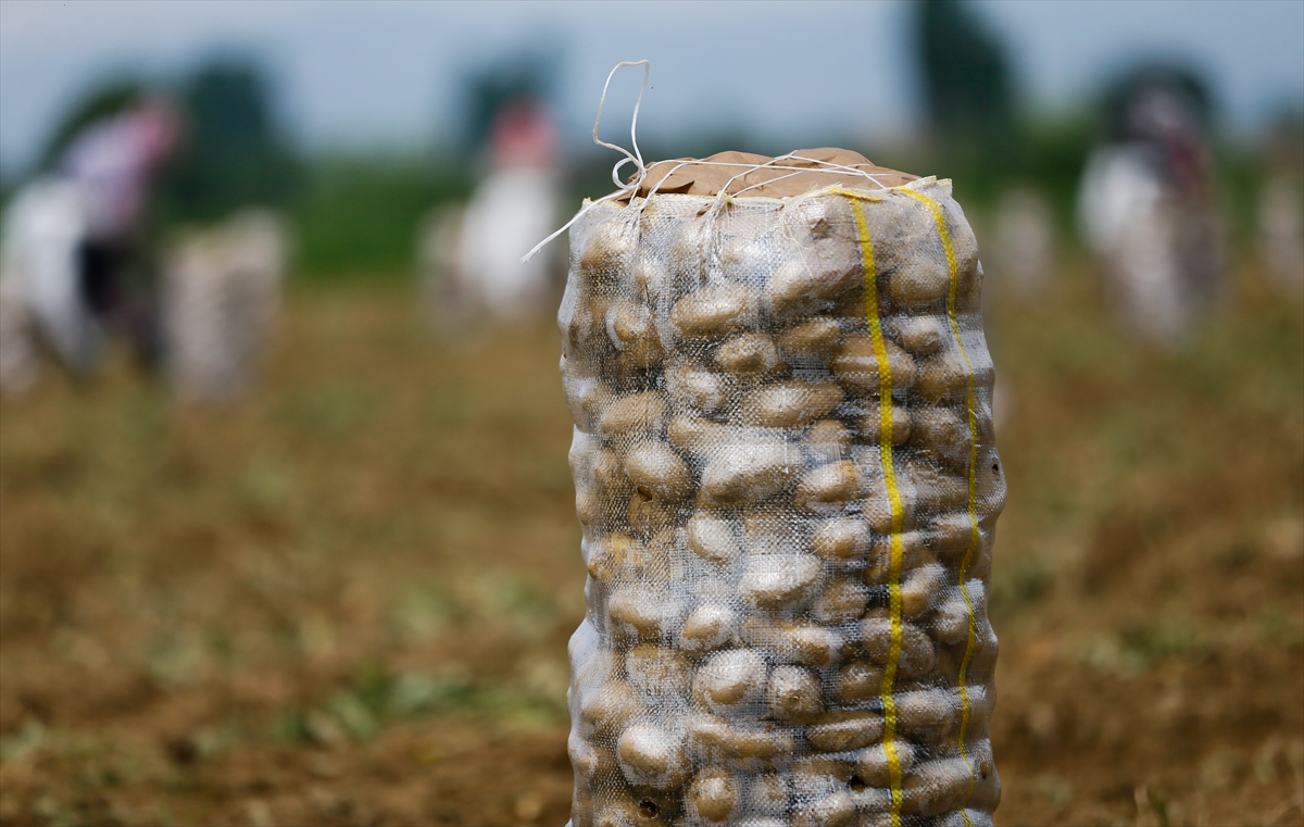 Ödemiş'te patates hasadı tam gaz!