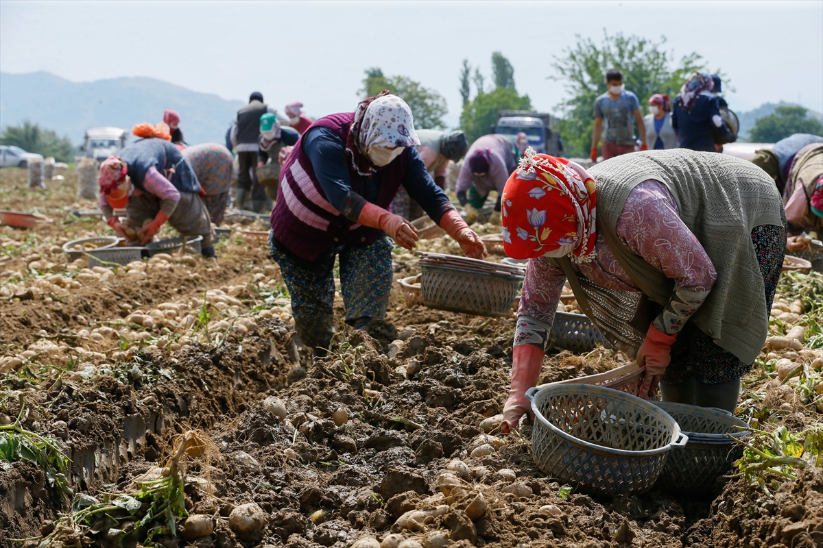 Ödemiş'te patates hasadı tam gaz!