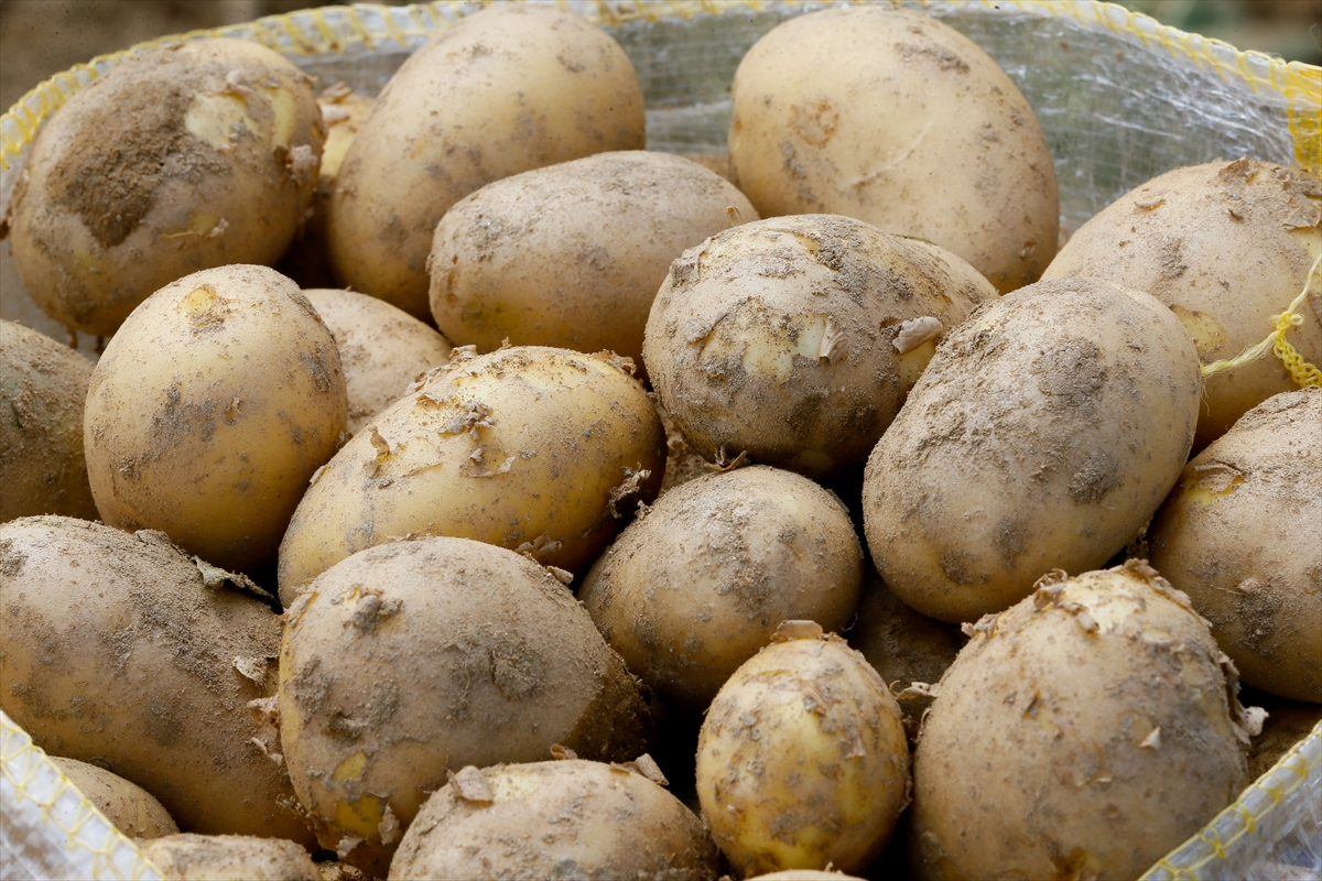 Ödemiş'te patates hasadı tam gaz!