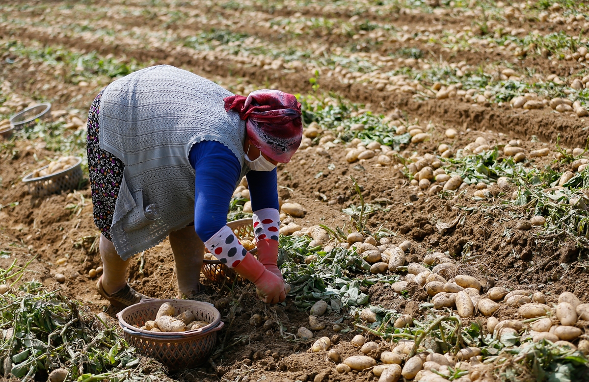 Ödemiş'te patates hasadı tam gaz!
