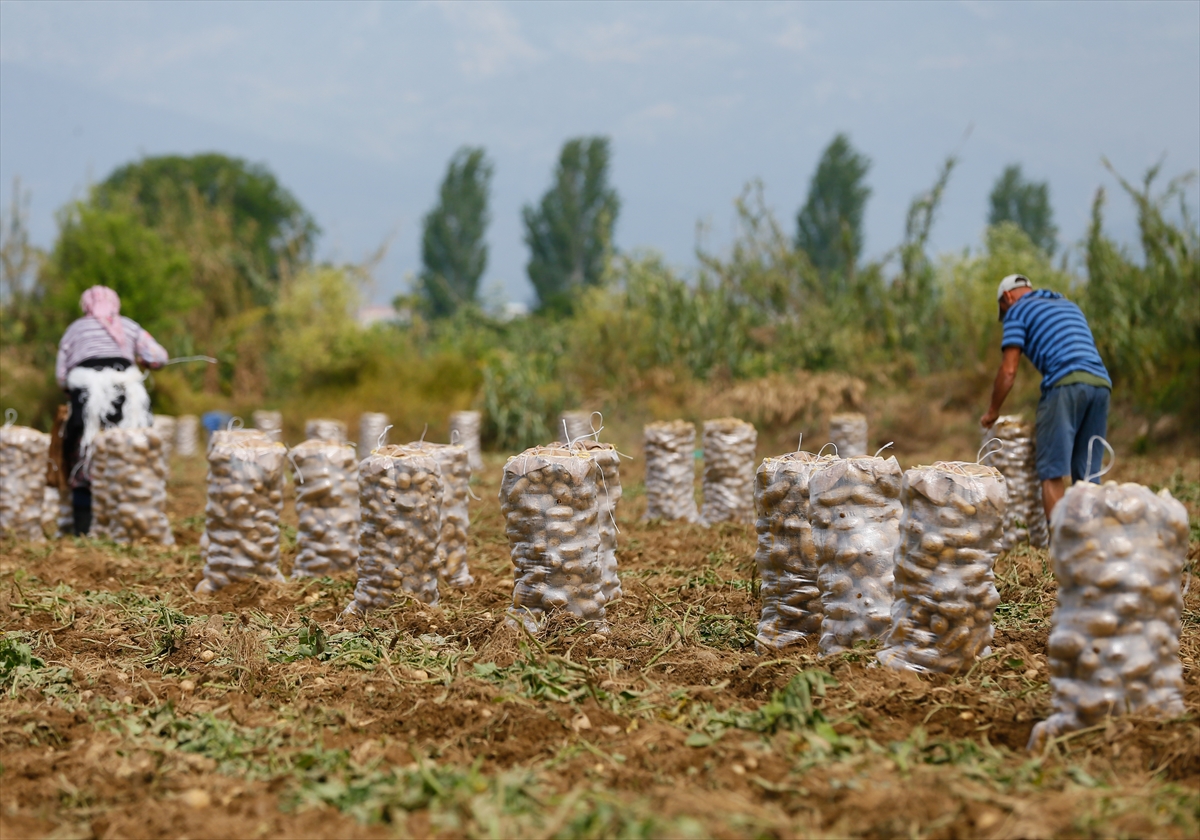 Ödemiş'te patates hasadı tam gaz!